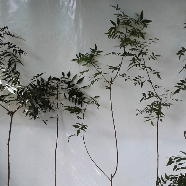 تحقیقات تنش شوری آروتا