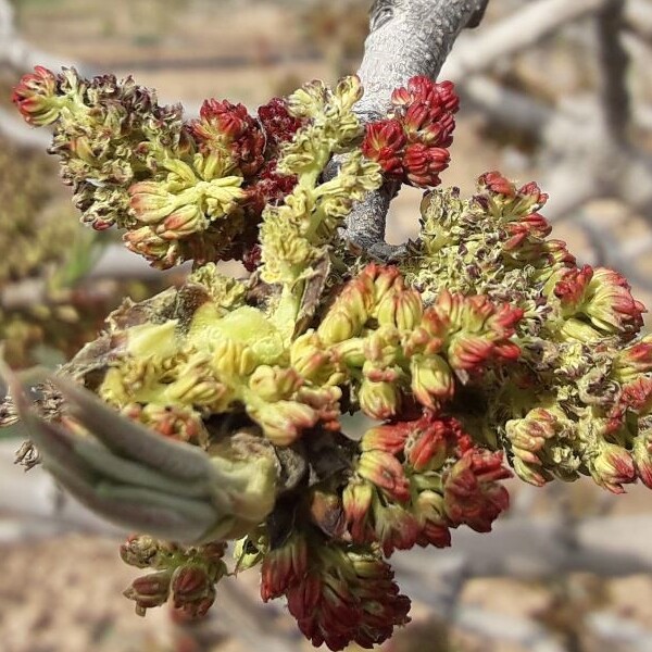 فنولوژی گل نر پسته