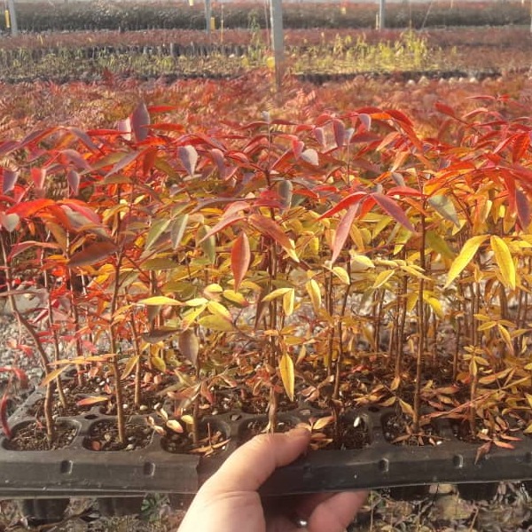 پایه پسته UCB1