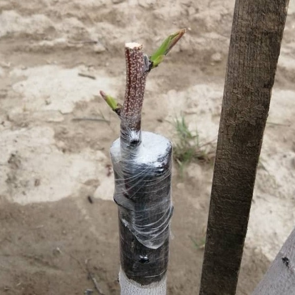 پیوند اسکنه