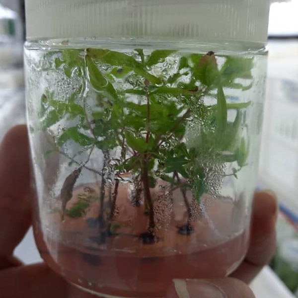 کشت بافت پایه پسته