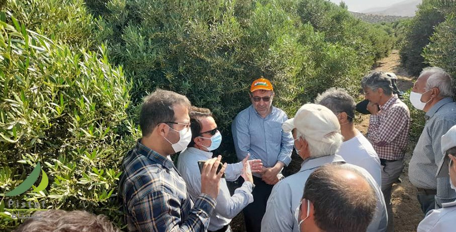 بازدید متخصص برجسته زیتون اسپانیا از باغ های زیتون همکار پیستاط