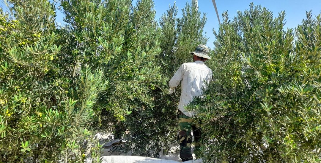 برداشت محصول زیتون از باغات منطقه طارم زنجان