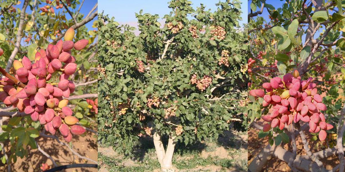 آغاز برداشت بیش از چهار هزار تن پسته از باغات استان قزوین