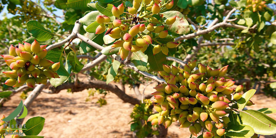به بار نشستن درختان پسته در سیروان