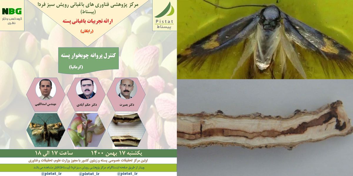 هشتمین وبینار آموزشی پیستاط درباره کنترل پروانه چوبخوار پسته