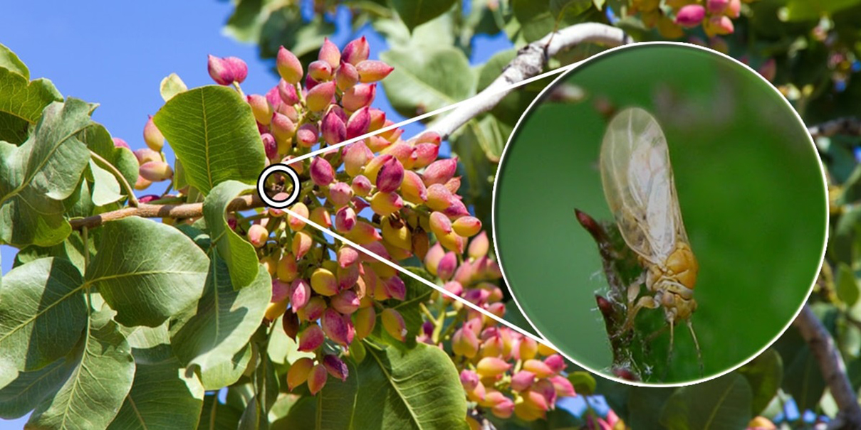 موثرترین راه مقابله با پسیل پسته مبارزه تلفیقی است