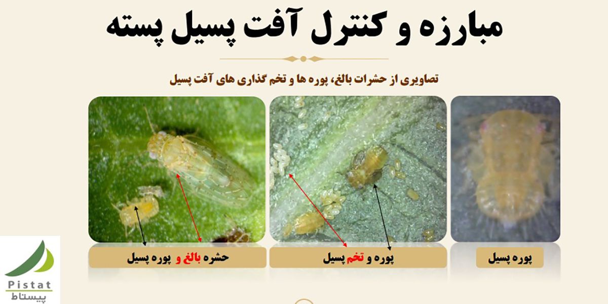 سومین وبینار ارائه تجربیات باغبانی پیستاط در رابطه با کنترل آفت پسیل در باغات پسته برگزار شد