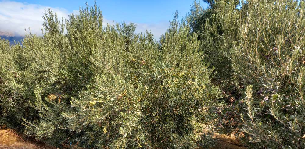 بازدید متخصصین اسپانیایی از روند احداث و مدیریت باغ های مدرن زیتون