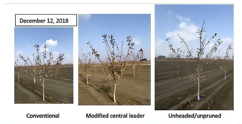 سیستم های هرس جایگزین برای پسته