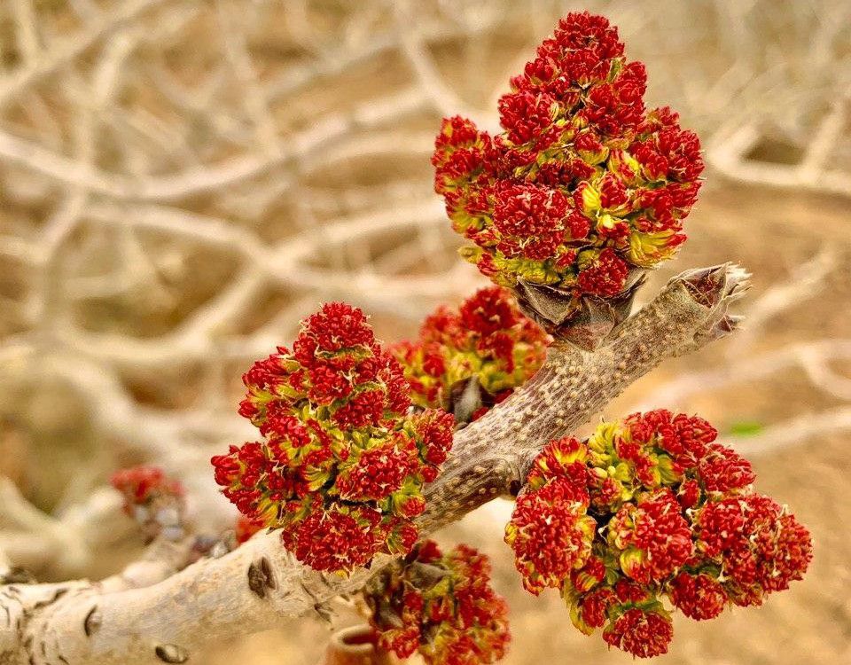 آیا درختان ماده و نر پسته نسبت به عوامل بر طرف کننده نیاز سرمایی واکنش متفاوتی نشان می دهند؟