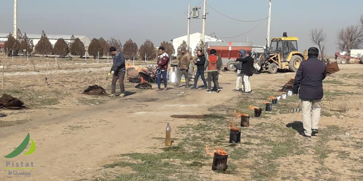 کنترل سرمازدگی بهاره در باغ های پسته